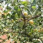Agrifoglio Farmház Capalbio