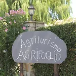 Agrifoglio *