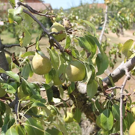Agrifoglio Bauernhof *