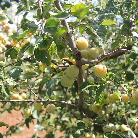 Agrifoglio Bauernhof Capalbio