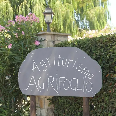 Agrifoglio *