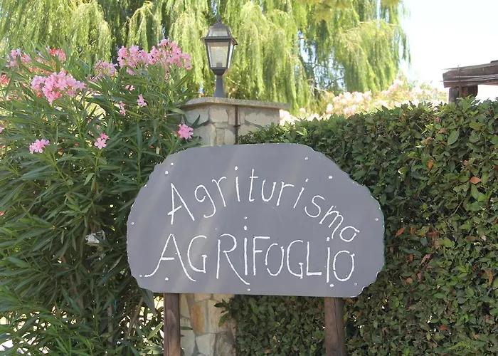 Agrifoglio *